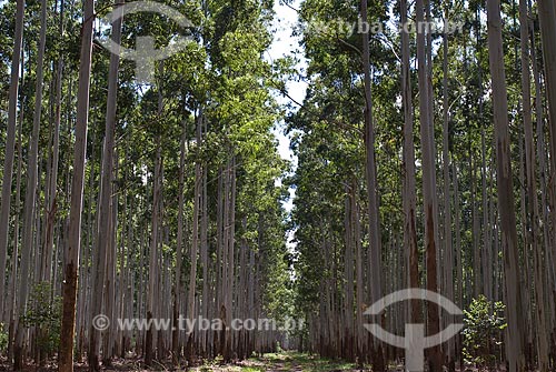  Subject: Eucalyptus plantation / Place: Capivari do Sul - Rio Grande do Sul state (RS) - Brazil / Date: 2010 