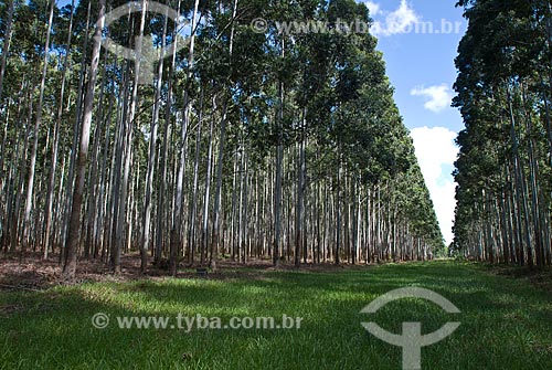  Subject: Eucalyptus plantation / Place: Capivari do Sul - Rio Grande do Sul state (RS) - Brazil / Date: 2010 