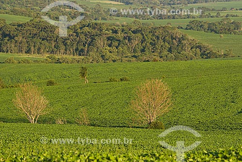  Subject: Soybeans plantation / Place: Cruz Alta city - Rio Grande do Sul state (RS) - Brazil / Date: 2009 