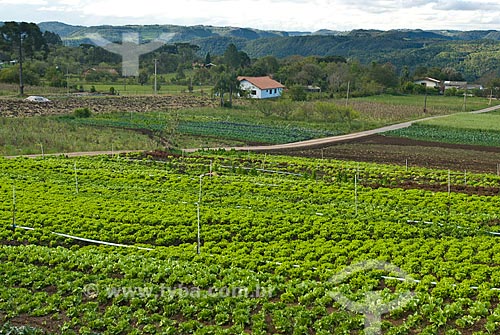  Subject: Vegetables plantation / Place: Nova Petropolis city - Rio Grande do Sul state (RS) - Brazil / Date: 2010 
