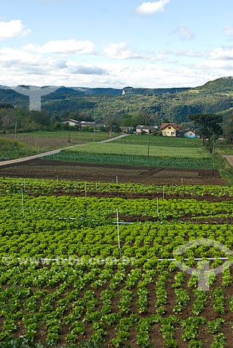  Subject: Vegetables plantation / Place: Nova Petropolis city - Rio Grande do Sul state (RS) - Brazil / Date: 2010 