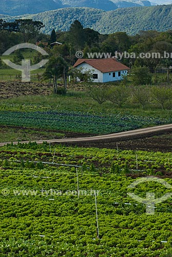  Subject: Vegetables plantation / Place: Nova Petropolis city - Rio Grande do Sul state (RS) - Brazil / Date: 2010 