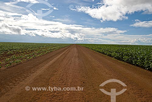 Subject: Soybeans plantation / Place: Baus district - Costa Rica city - Mato Grosso do Sul state (MS) - Brazil / Date: 2009 