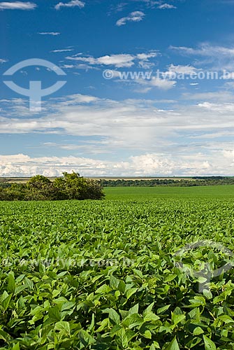  Subject: Soybeans plantation / Place: Baus district - Costa Rica city - Mato Grosso do Sul state (MS) - Brazil / Date: 2009 