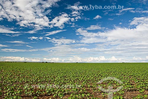  Subject: Soybeans plantation / Place: Baus district - Costa Rica city - Mato Grosso do Sul state (MS) - Brazil / Date: 2009 