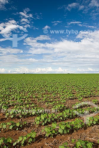  Subject: Soybeans plantation / Place: Baus district - Costa Rica city - Mato Grosso do Sul state (MS) - Brazil / Date: 2009 