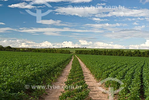  Subject: Soybeans plantation / Place: Baus district - Costa Rica city - Mato Grosso do Sul state (MS) - Brazil / Date: 2009 
