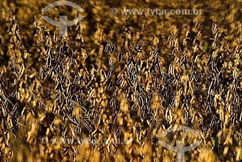  Subject: Soybeans plantation / Place: Baus district - Costa Rica city - Mato Grosso do Sul state (MS) - Brazil / Date: 2010 
