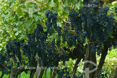  Subject: Plantation of cabernet sauvignon grapes - Italian colony / Place: Garibaldi city - Rio Grande do Sul state (RS) - Brazil / Date: 02/2012 