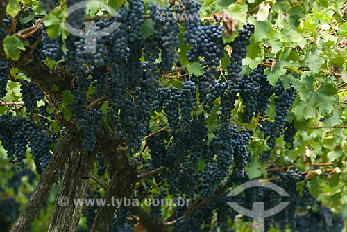  Subject: Plantation of cabernet sauvignon grapes - Italian colony / Place: Garibaldi city - Rio Grande do Sul state (RS) - Brazil / Date: 02/2012 