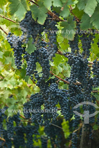  Subject: Plantation of cabernet sauvignon grapes - Italian colony / Place: Garibaldi city - Rio Grande do Sul state (RS) - Brazil / Date: 02/2012 