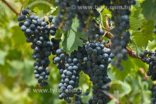  Subject: Plantation of cabernet sauvignon grapes - Italian colony / Place: Garibaldi city - Rio Grande do Sul state (RS) - Brazil / Date: 02/2012 