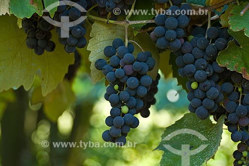  Subject: Plantation of cabernet sauvignon grapes - Italian colony / Place: Garibaldi city - Rio Grande do Sul state (RS) - Brazil / Date: 02/2012 