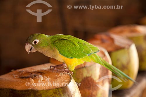  Subject: Parrot pecking coconut / Place: Jijoca de Jericoacoara city - Ceará state (CE) - Brazil / Date: 11/2011 