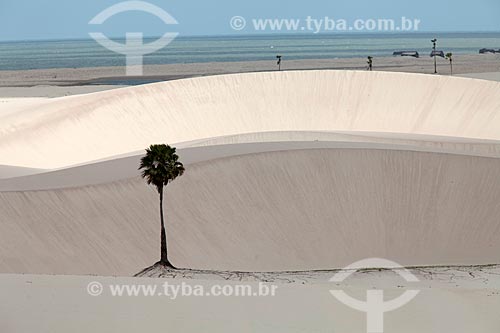  Subject: Tree on dune of Jericoacoara / Place: Jijoca de Jericoacoara city - Ceará state (CE) - Brazil / Date: 11/2011 