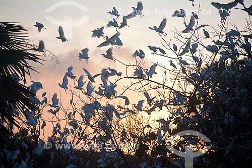  Subject: Birds near the Stretch of Highway CE-040 that connects the cities Fortaleza and Aracati / Place: Ceara state (CE) - Brazil / Date: 10/2011 