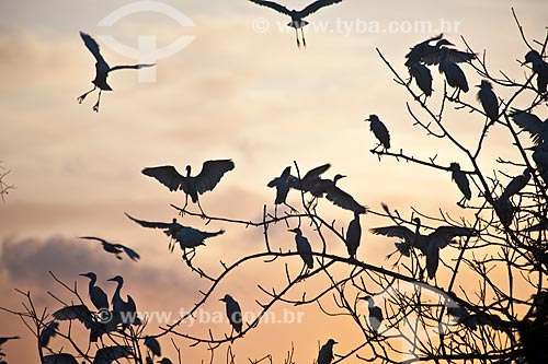  Subject: Birds near the Stretch of Highway CE-040 that connects the cities Fortaleza and Aracati / Place: Ceara state (CE) - Brazil / Date: 10/2011 