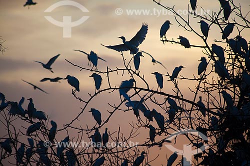  Subject: Birds near the Stretch of Highway CE-040 that connects the cities Fortaleza and Aracati / Place: Ceara state (CE) - Brazil / Date: 10/2011 