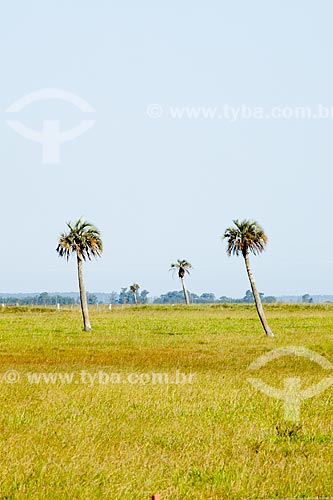  Subject: Palm trees on the banks of Highway RS-101 / Place: Palmares do Sul city - Rio Grande do Sul state (RS) - Brazil / Date: 02/2012 