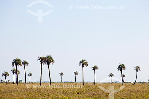  Subject: Palm trees on the banks of Highway RS-101 / Place: Palmares do Sul city - Rio Grande do Sul state (RS) - Brazil / Date: 02/2012 