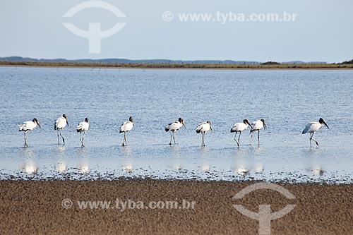  Subject: Birds in Lagoa do Peixe / Place: Tavares city - Rio Grande do Sul state (RS) - Brazil / Date: 02/2012 