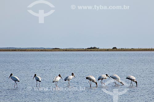 Subject: Birds in Lagoa do Peixe / Place: Tavares city - Rio Grande do Sul state (RS) - Brazil / Date: 02/2012 