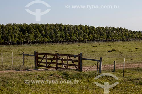  Subject: Farm gate with Pine plantation in the background / Place: Palmares do Sul city - Rio Grande do Sul state (RS) - Brazil / Date: 02/2012 