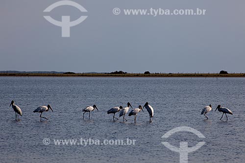  Subject: Birds in Lagoa do Peixe / Place: Tavares city - Rio Grande do Sul state (RS) - Brazil / Date: 02/2012 