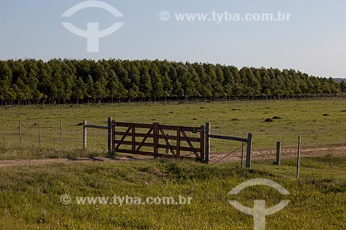  Subject: Farm gate with Pine plantation in the background / Place: Palmares do Sul city - Rio Grande do Sul state (RS) - Brazil / Date: 02/2012 