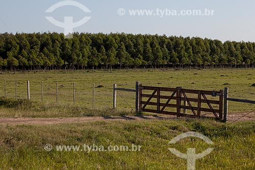  Subject: Farm gate with Pine plantation in the background / Place: Palmares do Sul city - Rio Grande do Sul state (RS) - Brazil / Date: 02/2012 