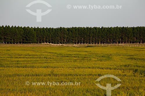  Subject: Plantation rice with Pine plantation in the background / Place: Mostardas city - Rio Grande do Sul state (RS) - Brazil / Date: 02/2012 
