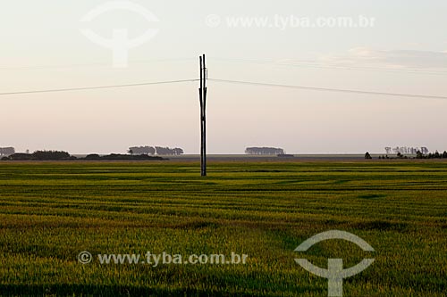  Subject: Plantation of rice / Place: Mostardas city - Rio Grande do Sul state (RS) - Brazil / Date: 02/2012 