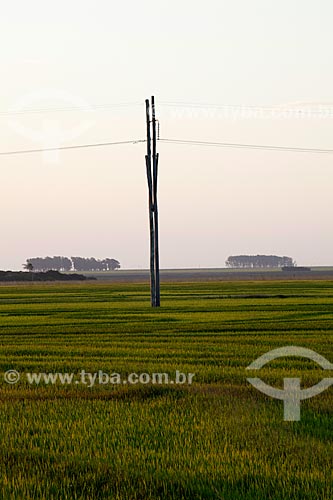  Subject: Plantation of rice / Place: Mostardas city - Rio Grande do Sul state (RS) - Brazil / Date: 02/2012 