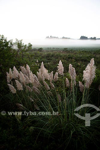  Subject: Pampas grass - Gynerium argenteum / Place: Pelotas city - Rio Grande do Sul state (RS) - Brazil / Date: 02/2012 