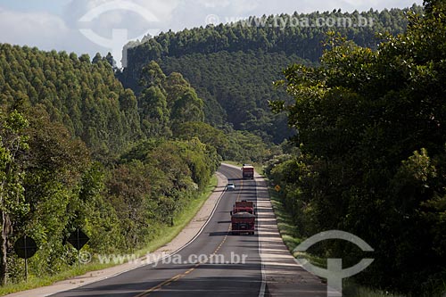 Subject: Highway BR-116 height of 347 KM with Pine plantation in the background / Place: Rio Grande do Sul state (RS) - Brazil / Date: 02/2012 