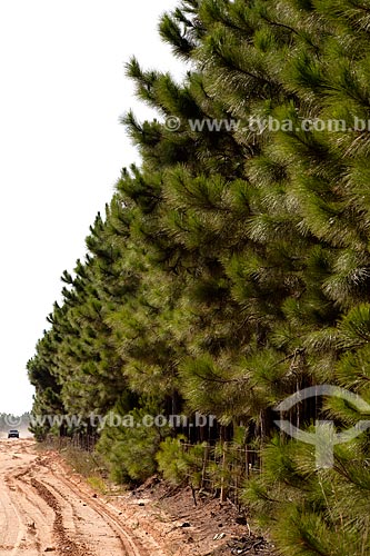  Subject: Plantation of Pinus / Place: Tavares city - Rio Grande do Sul state (RS) - Brazil / Date: 02/2012 