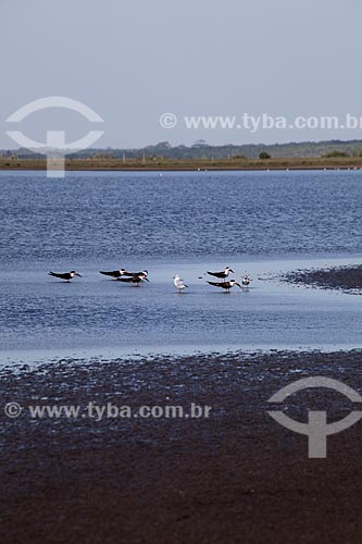  Subject: Birds in Lagoa do Peixe / Place: Tavares city - Rio Grande do Sul state (RS) - Brazil / Date: 02/2012 