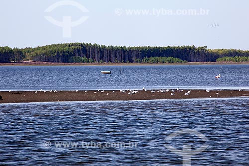  Subject: Birds in Lagoa do Peixe / Place: Tavares city - Rio Grande do Sul state (RS) - Brazil / Date: 02/2012 