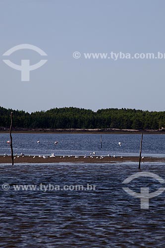  Subject: Birds in Lagoa do Peixe / Place: Tavares city - Rio Grande do Sul state (RS) - Brazil / Date: 02/2012 