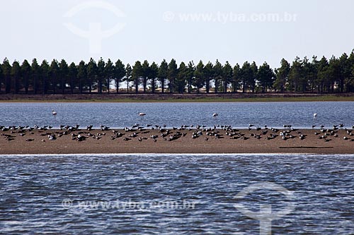  Subject: Birds in Lagoa do Peixe / Place: Tavares city - Rio Grande do Sul state (RS) - Brazil / Date: 02/2012 