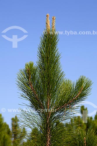  Subject: Pinus / Place: Mostardas city - Rio Grande do Sul state (RS) - Brazil / Date: 02/2012 