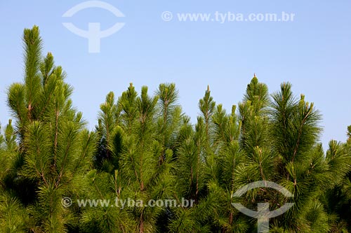  Subject: Pinus / Place: Mostardas city - Rio Grande do Sul state (RS) - Brazil / Date: 02/2012 
