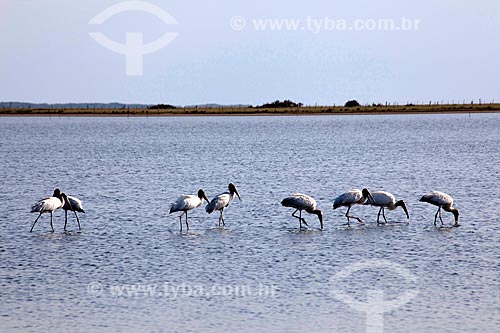  Subject: Birds in Lagoa do Peixe / Place: Tavares city - Rio Grande do Sul state (RS) - Brazil / Date: 02/2012 