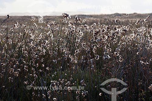  Subject: Flora of Lagoa do Peixe National Park / Place: Tavares city - Rio Grande do Sul state (RS) - Brazil / Date: 02/2012 