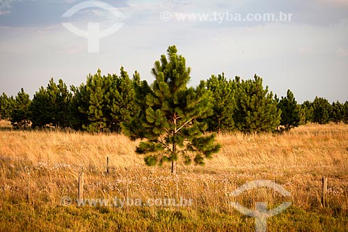 Subject: Pinus / Place: Mostardas city - Rio Grande do Sul state (RS) - Brazil / Date: 02/2012 