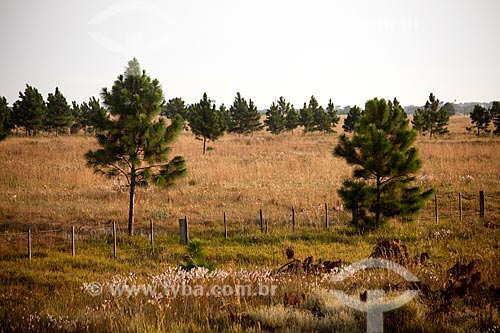  Subject: Pinus / Place: Mostardas city - Rio Grande do Sul state (RS) - Brazil / Date: 02/2012 