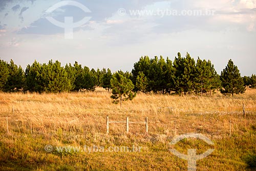  Subject: Pinus / Place: Mostardas city - Rio Grande do Sul state (RS) - Brazil / Date: 02/2012 