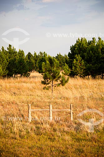  Subject: Pinus / Place: Mostardas city - Rio Grande do Sul state (RS) - Brazil / Date: 02/2012 