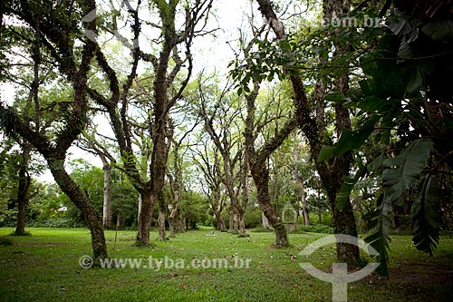  Subject: Jacaranda trees in the gardens of Charqueda Santa Rita  / Place: Pelotas city - Rio Grande do Sul state (RS) - Brazil / Date: 02/2012 