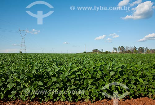  Subject: Soybeans plantation / Place: Rondonopolis city - Mato Grosso state (MT) - Brazil / Date: 12/2011 